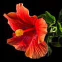 Hibiscus on Random Best Flowers to Give a Woman
