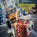 Homeward Bound II: Lost in San Francisco on Random Greatest Dog Movies