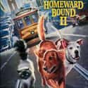 Sally Field, Michael J. Fox, Carla Gugino   Released: 1996 Homeward Bound II: Lost in San Francisco is the 1996 sequel to the 1993 film Homeward Bound: The Incredible Journey. Directed by David R.