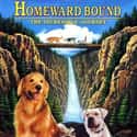 Homeward Bound: The Incredible Journey on Random Best Disney Movies Starring Cats