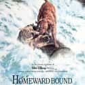 Homeward Bound: The Incredible Journey on Random Greatest Animal Movies