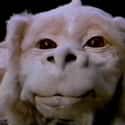 Falkor on Random Greatest Fictional Pets You Wish You Could Actually Own