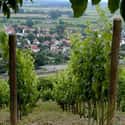 Hungary on Random Countries with the Best Wine