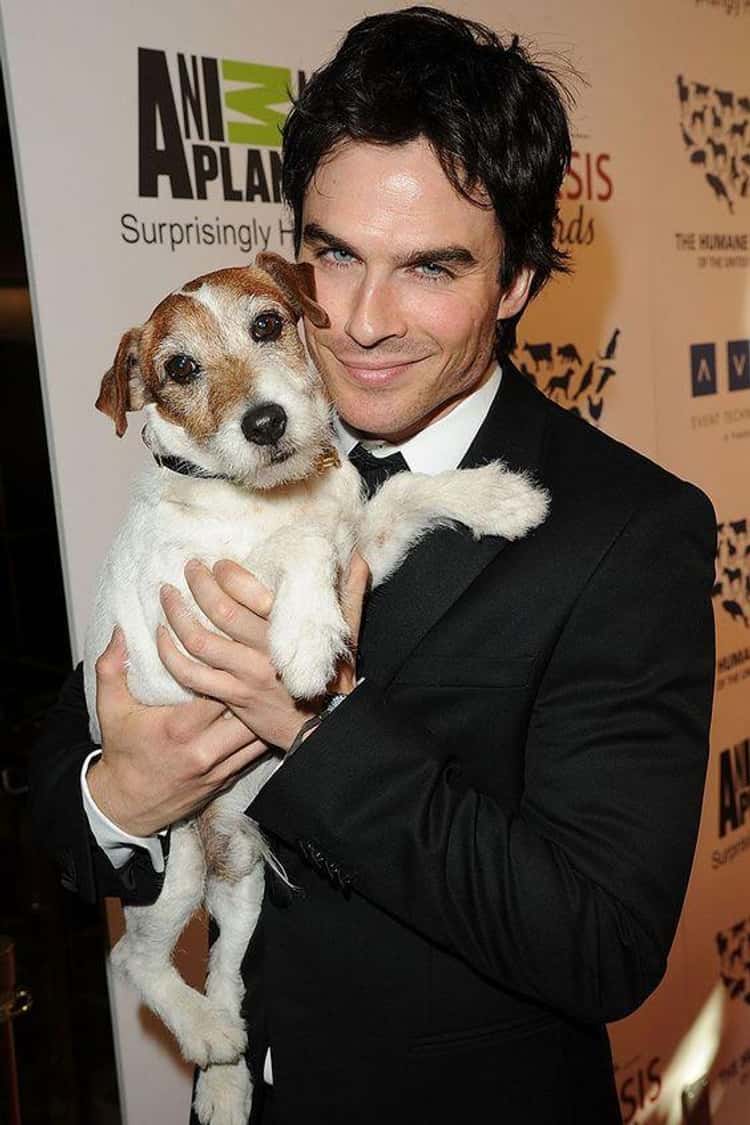 Famous Celebrity Dogs