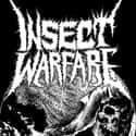 Insect Warfare on Random Best Grindcore Bands