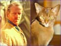 Jorah Mormont on Random Cats Who Look Like GoT Characters