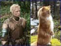 Brienne of Tarth on Random Cats Who Look Like GoT Characters