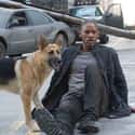 I Am Legend on Random Pretty Accurate Movies About Pandemics