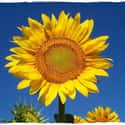 Sunflower on Random Best Flowers to Give a Woman