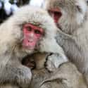 Jigokudani Monkey Park on Random Best Vacation Spots for Animal Lovers