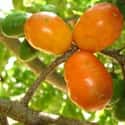 Spondias purpurea on Random Best Tropical Fruits