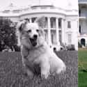 John F. Kennedy on Random Presidents Had Crazy Pets