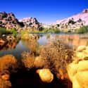 Joshua Tree National Park on Random Best National Parks in the USA