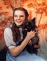 Judy Garland on Random Greatest Child Stars Who Are Still Acting