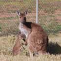 Kangaroo on Random Animals with the Cutest Babies