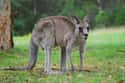 Kangaroo on Random World's Most Beautiful Animals