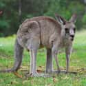 Kangaroo on Random World's Most Beautiful Animals