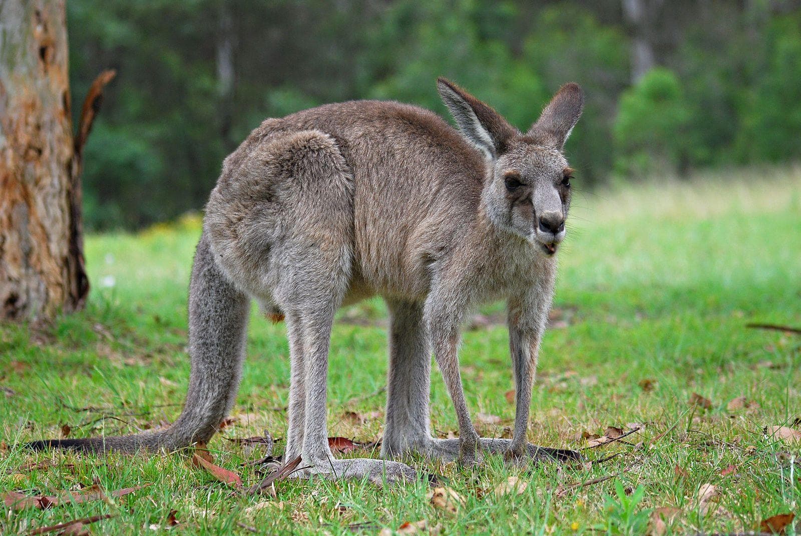 Random Fascinating Facts You Probably Never Learned About Marsupials