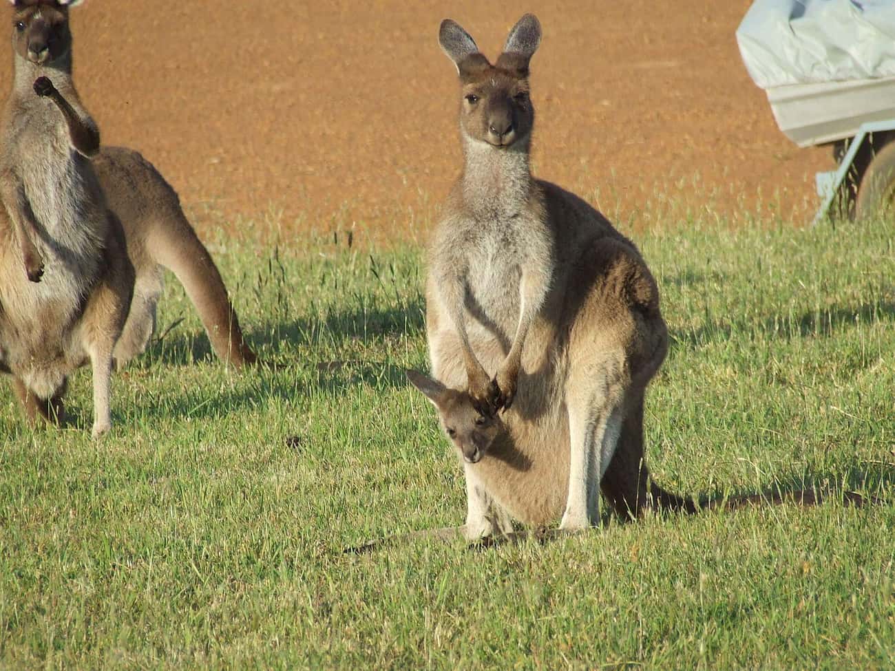 Kangaroos Use Natural Birth Control