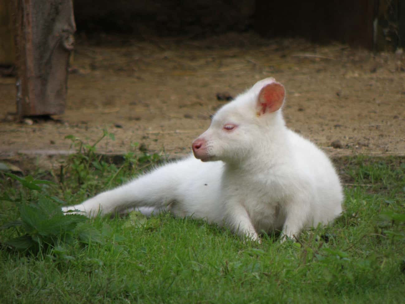 Nothing Can Disturb This Albino Kangaroo&#39;s Lounge Session