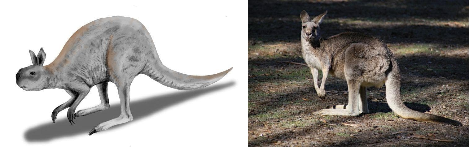 Modern Animals And Their Prehistoric Counterparts