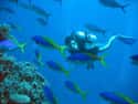Kenya on Random Best Countries for Scuba Diving
