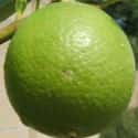 Key lime on Random Very Best Citrus Fruits