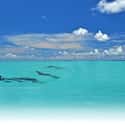 Key West on Random Best Destinations for a Beach Wedding