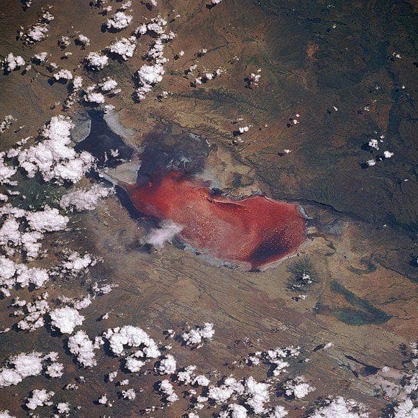 lake natron animals in colour