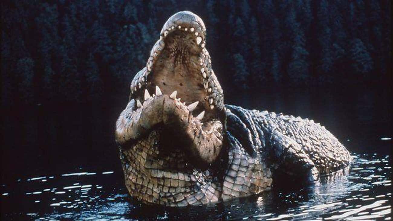 Озеро страха все части. Лэйк Плэсид: озеро страха крокодилы. Озеро страха Анаконда крокодил. Озеро страха 1999 крокодил.