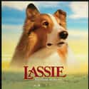 Lassie on Random Greatest Animal Movies