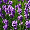 Lavender on Random Best Flowers to Give a Woman