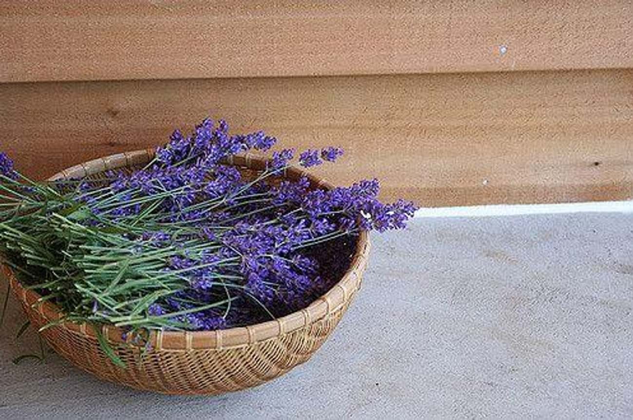 Lavender Promotes Serenity