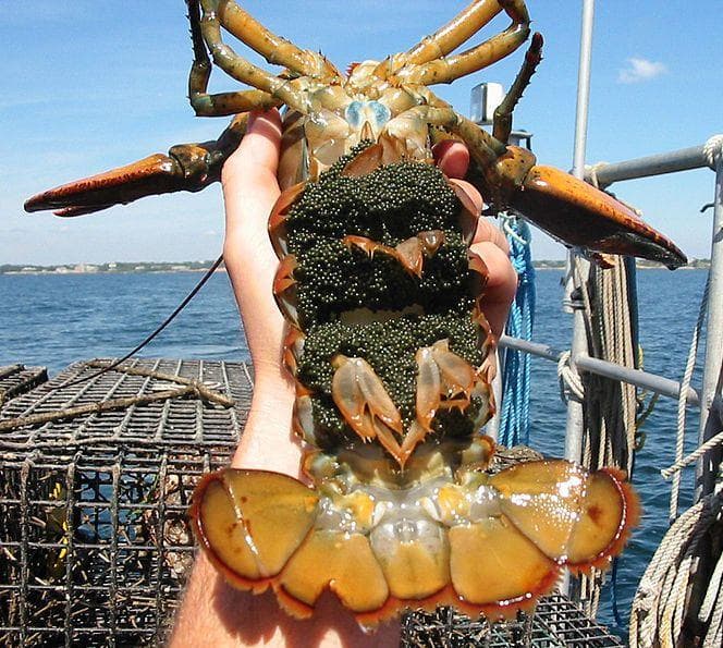 What Sea Creature Eggs Look Like (17 Photos)