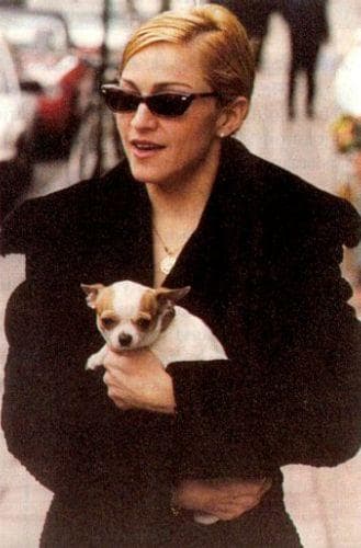 Celebrities With Chihuahuas | List of Famous People Who Own Chihuahuas