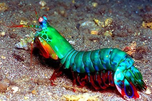 Random Vibrant Rainbow Animals That Most People Don't Realize Exist
