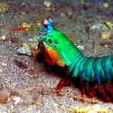Mantis shrimp on Random Vibrant Rainbow Animals That Most People Don't Realize Exist