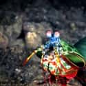 Mantis shrimp on Random Animal Facts That Sound Fake, But Are 100% Legit