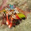 Mantis shrimp on Random Cute, Bizarre, And Downright Weird Creatures You Probably Didn't Know Existed
