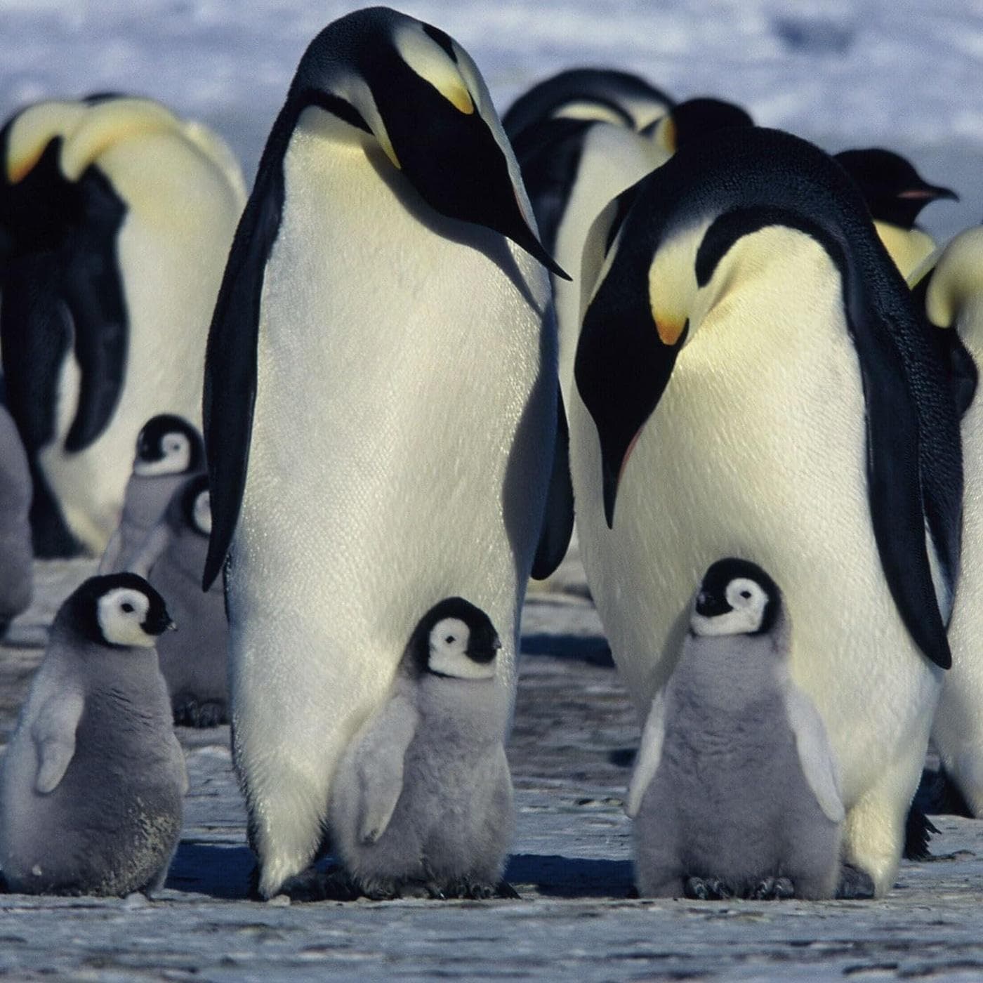 March of the Penguins