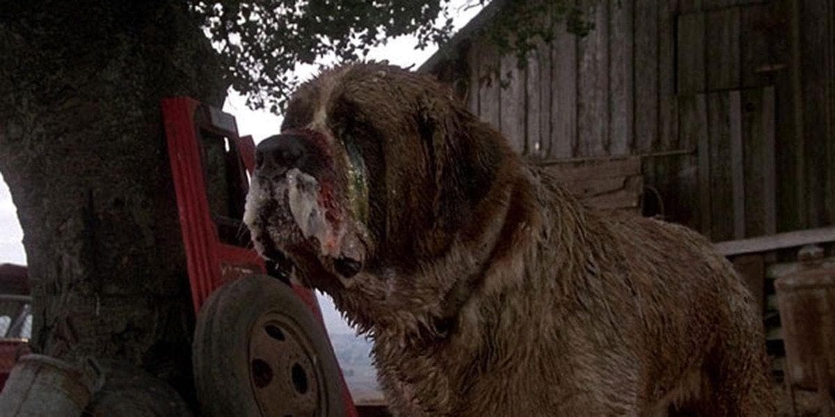 Cujo
