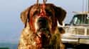 Cujo on Random Things that Stephen King Has Said About Movie Adaptations Of His Work