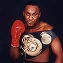 Light middleweight, Middleweight, Light heavyweight   Mike McCallum is a Jamaican former professional boxer. McCallum is a former WBA light middleweight champion, WBA middleweight champion and WBC light heavyweight champion.