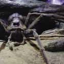 Aragog on Random Luckiest Characters In ‘Harry Potter’ Film Franchis