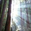 Muir Woods National Monument on Random Most Beautiful Places In America