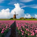 Netherlands on Random Best Countries to Travel Alone