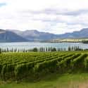 New Zealand on Random Countries with the Best Wine