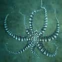 Octopus on Random Real Animals That Literally Have Superpowers