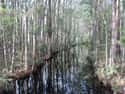 Okefenokee Swamp on Random Scariest Real Places on Planet Earth