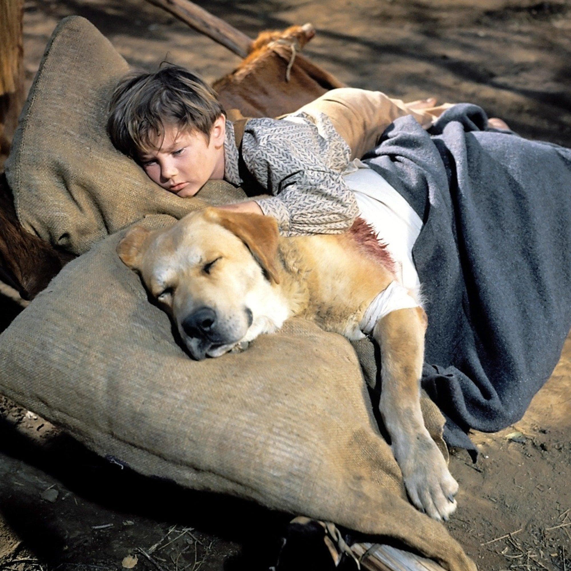 Best Dog Movies on Disney Plus - Attempts At Domestication